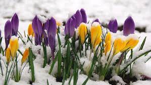 Малък Сечко февруари – Гео Милев by Emiliya Stefanova Mircheva - Ourboox.com