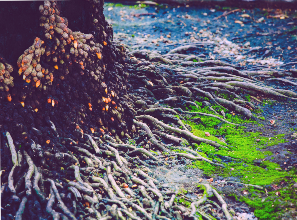 שירת ההשתלמות by Sharon Bello - Ourboox.com