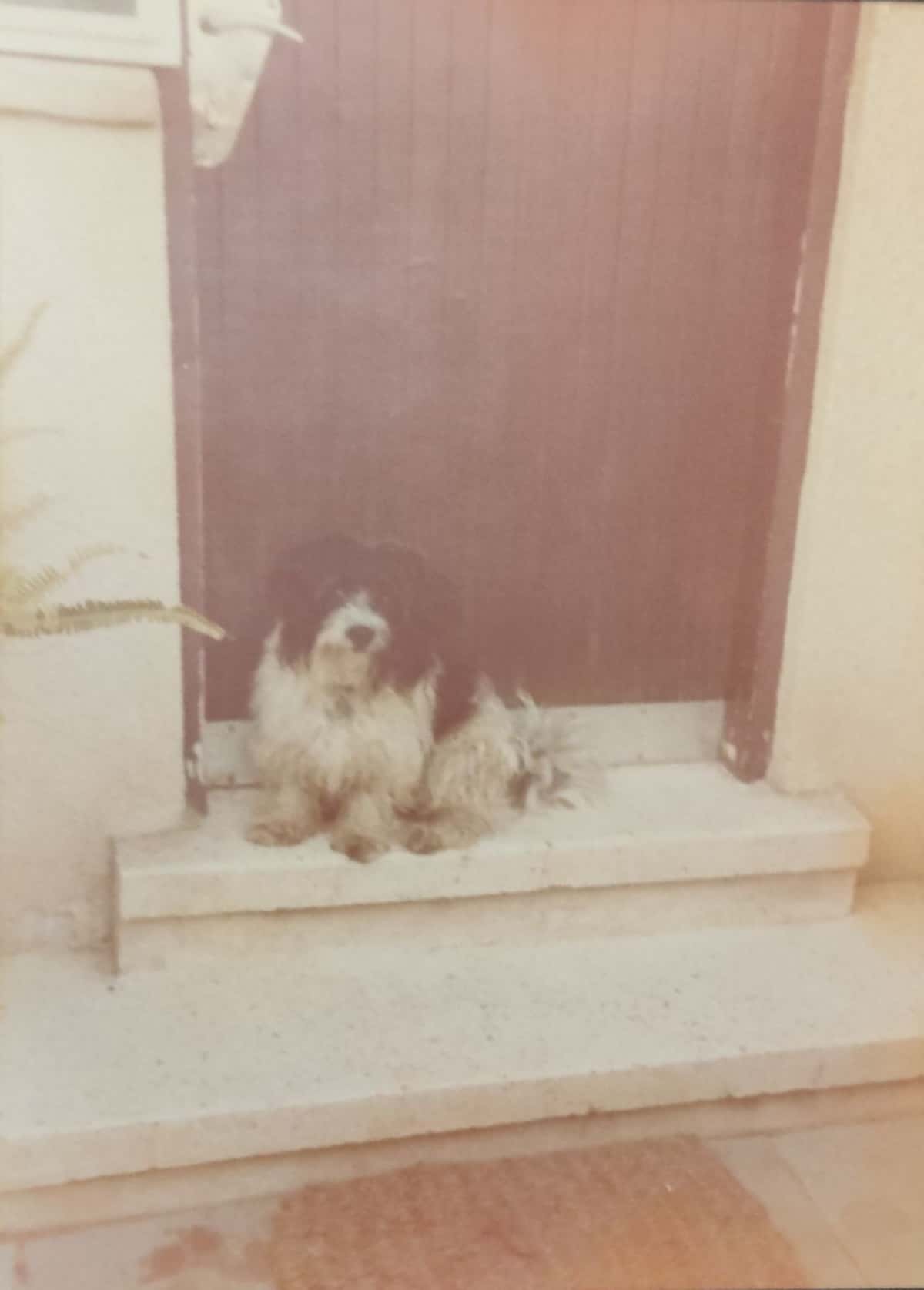 סיפורי סבתא מיליה by Maya Amedy - Illustrated by ערכו, אספו שושי ונוי בן שלום - Ourboox.com