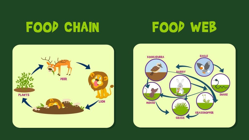 Intro to Food Webs by Noel Urquhart - Illustrated by Noel Urquhart - Ourboox.com