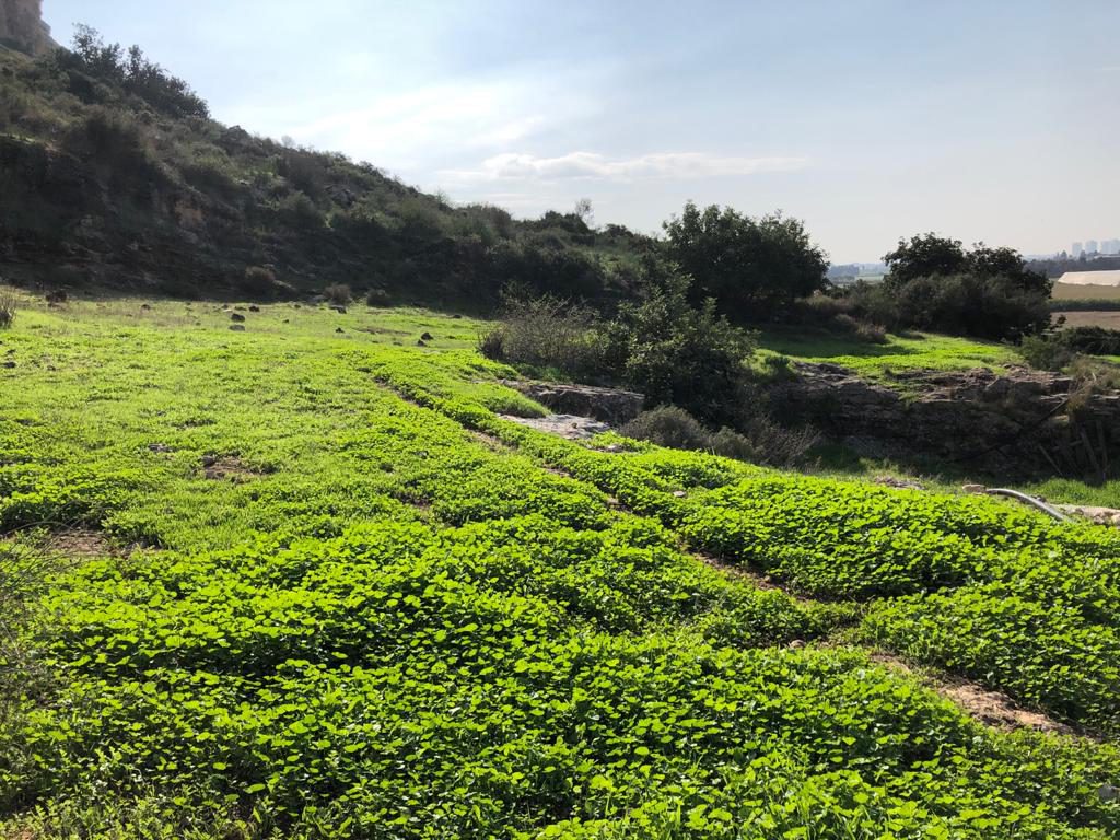 My Favorite things by Tamar yadin - Ourboox.com