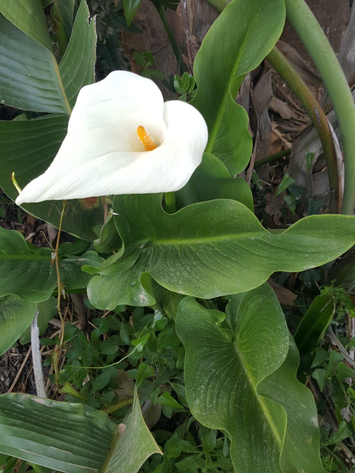 רק נולדו by Sharon Bryan - Illustrated by sharon bryan - Ourboox.com