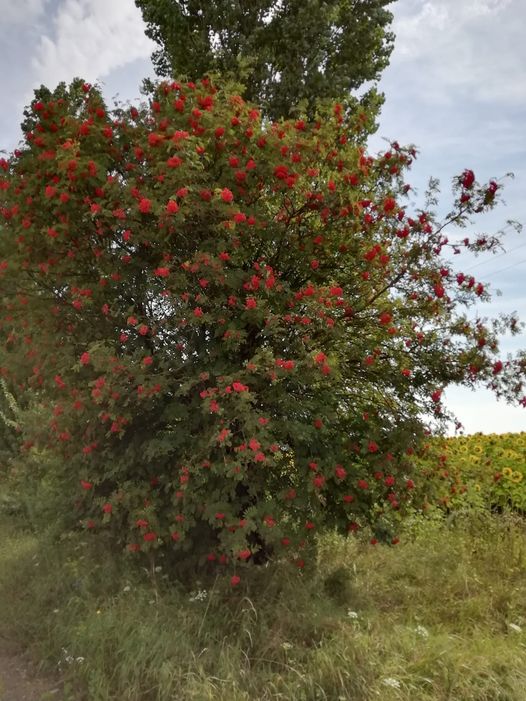 Моє Переросле – це мій рідний край by Оксана Анатоліївна Мартинюк вчитель зарубіжної літератури Перерослівського ліцею - Ourboox.com