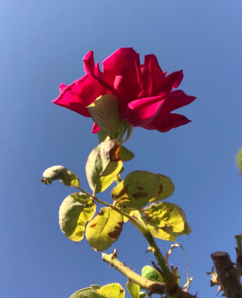 A Blue Day by Stephen Pohlmann - Illustrated by Stephen Pohlmann - Ourboox.com