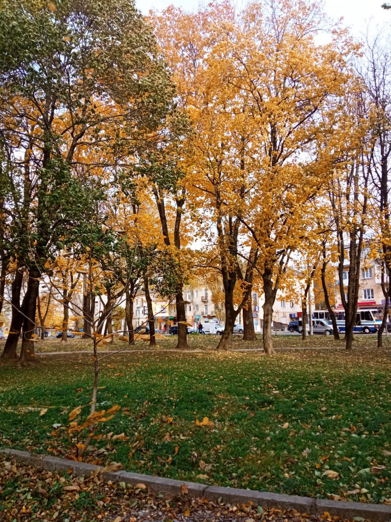 Album d’automne by Viktoriia - Ourboox.com