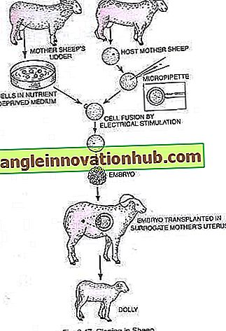 الاستنساخ الحيواني by amer nasser - Ourboox.com
