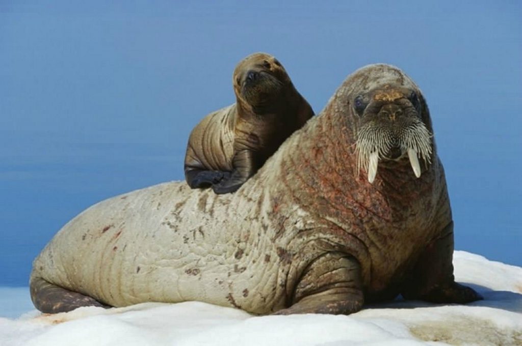 День моржа by Марина - Ourboox.com