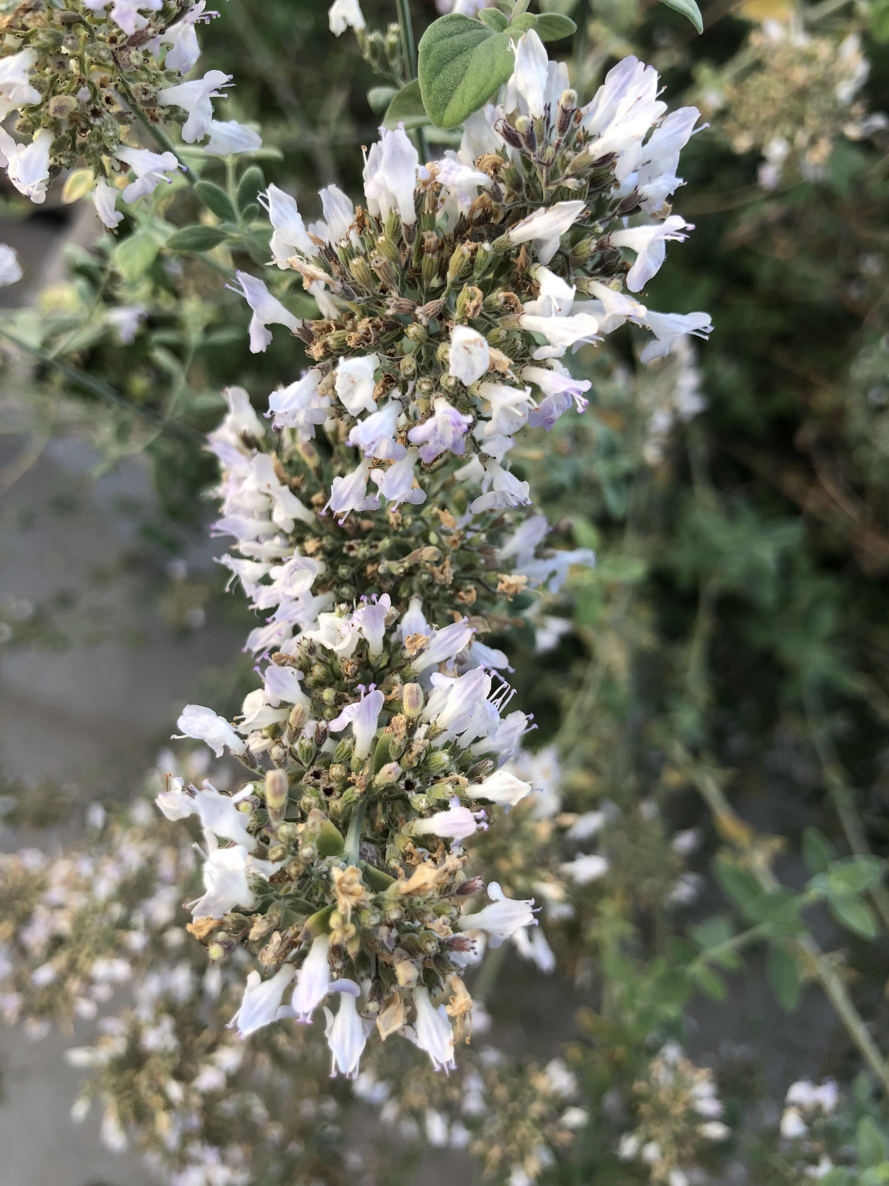 Behave as in Nature by Stephen Pohlmann - Illustrated by Stephen Pohlmann - Ourboox.com