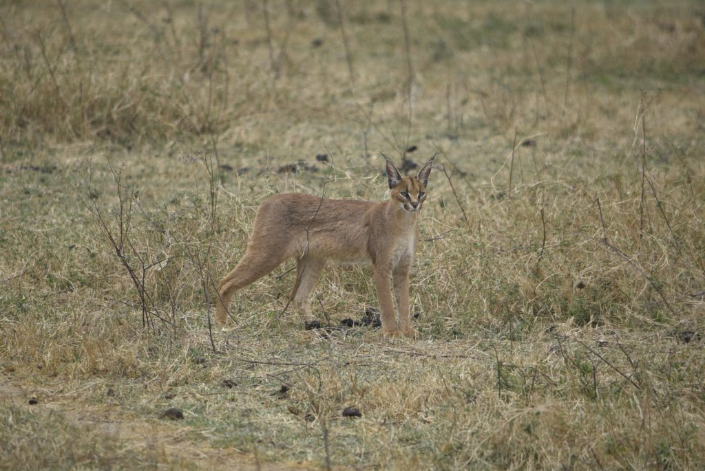 הטיול שלנו לטנזניה 2021 – חלק שני by מיכל בן הגיא - Illustrated by מיכל סלע ואבנר אייזיק - Ourboox.com