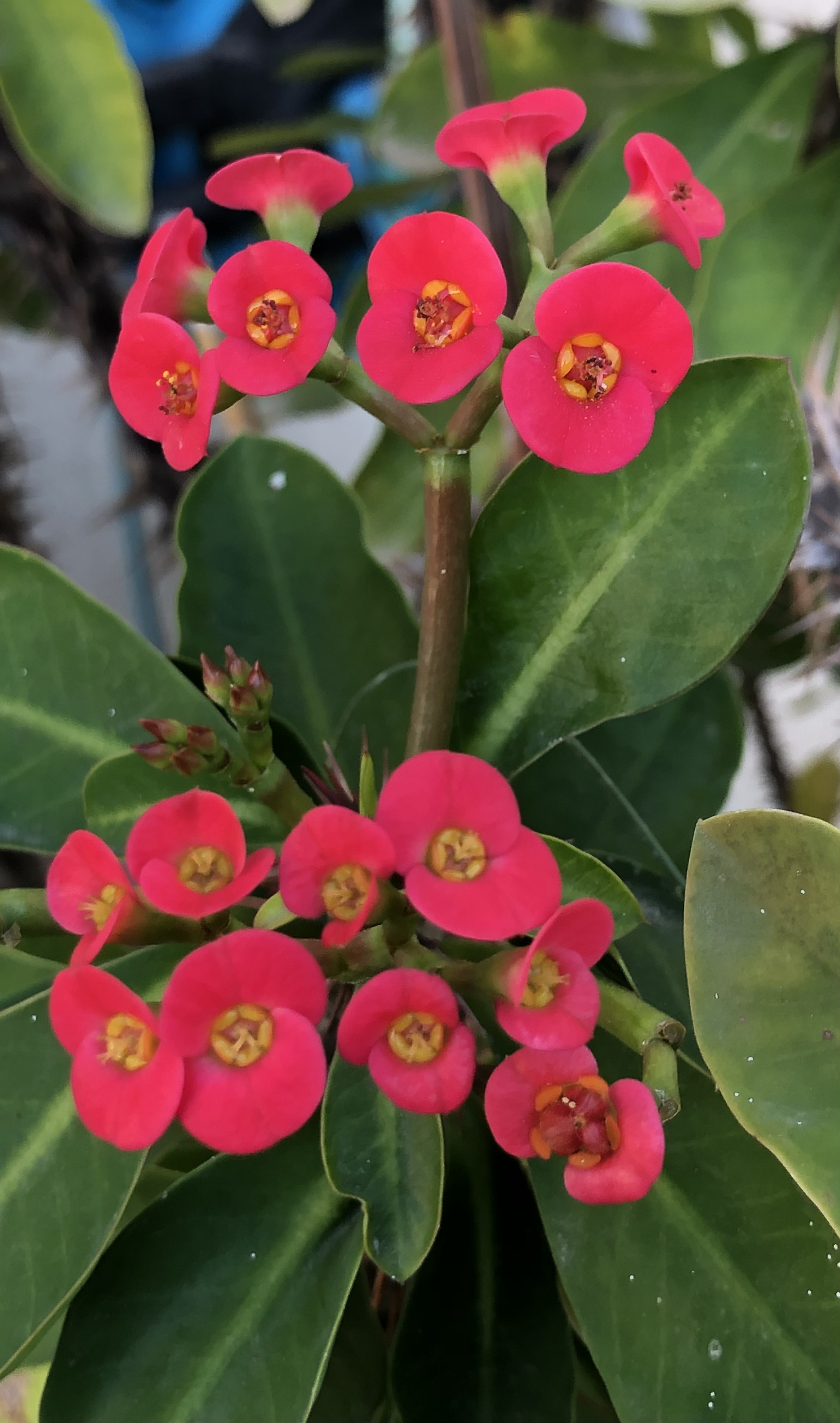 Behave as in Nature by Stephen Pohlmann - Illustrated by Stephen Pohlmann - Ourboox.com