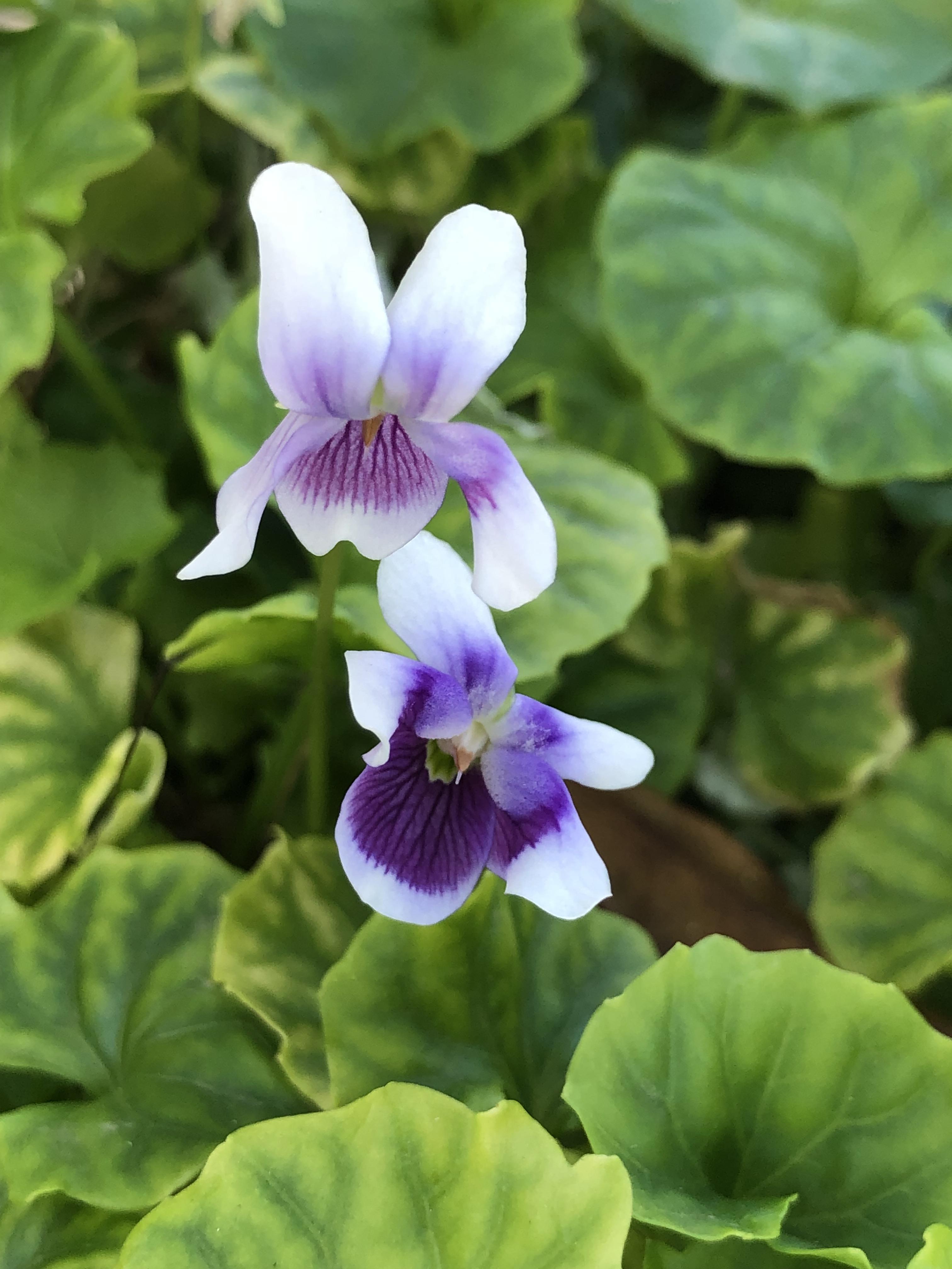 Behave as in Nature by Stephen Pohlmann - Illustrated by Stephen Pohlmann - Ourboox.com