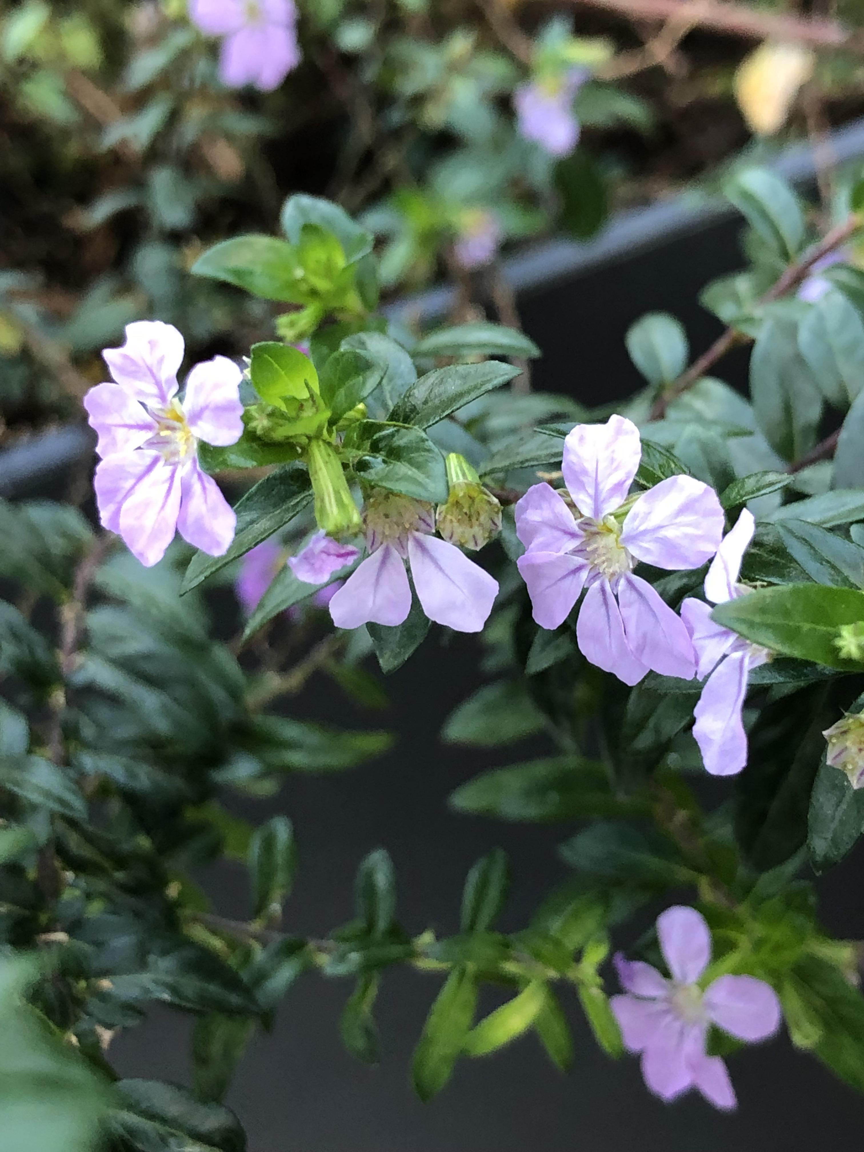 Behave as in Nature by Stephen Pohlmann - Illustrated by Stephen Pohlmann - Ourboox.com