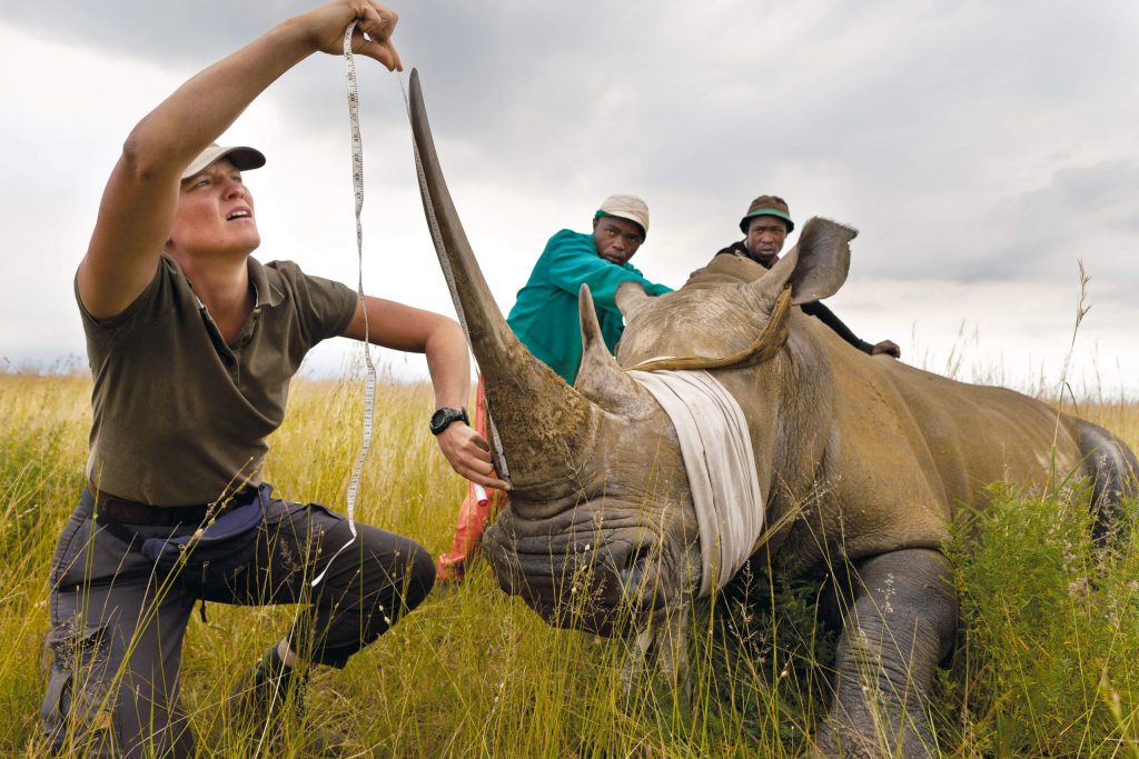 Poaching Human Impact Project by Caleb Klinkenberg - Ourboox.com