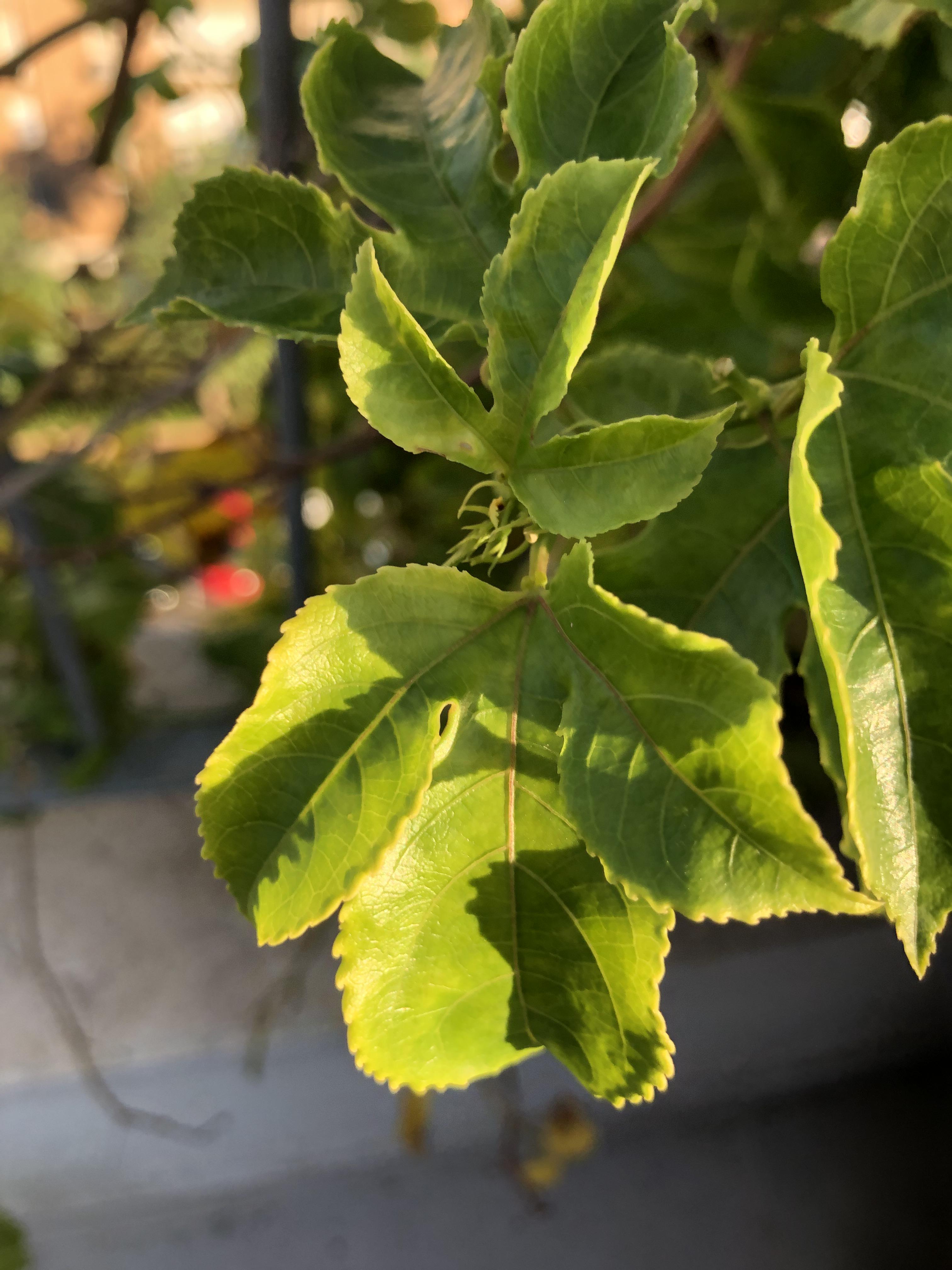 Behave as in Nature by Stephen Pohlmann - Illustrated by Stephen Pohlmann - Ourboox.com