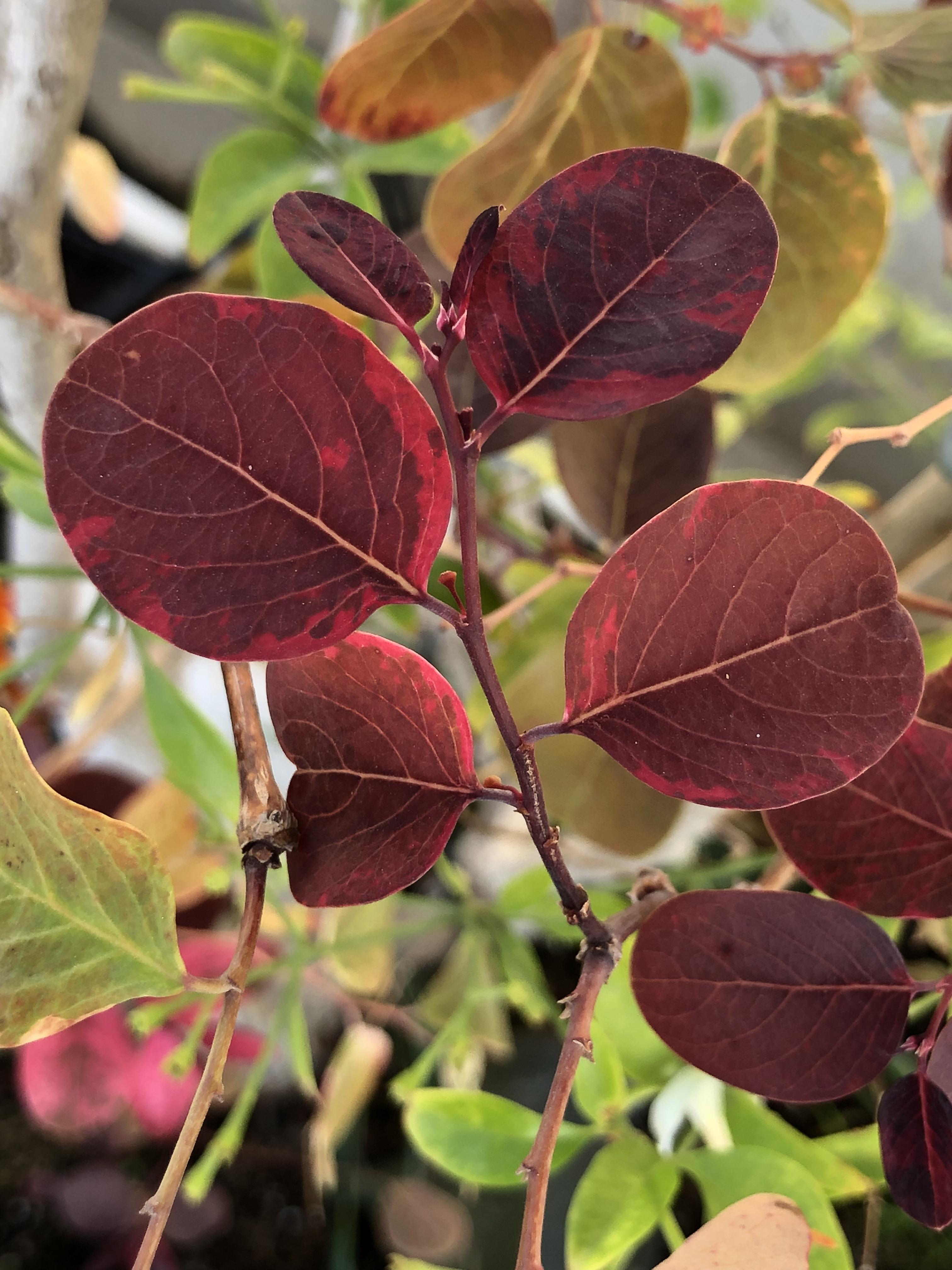 Behave as in Nature by Stephen Pohlmann - Illustrated by Stephen Pohlmann - Ourboox.com