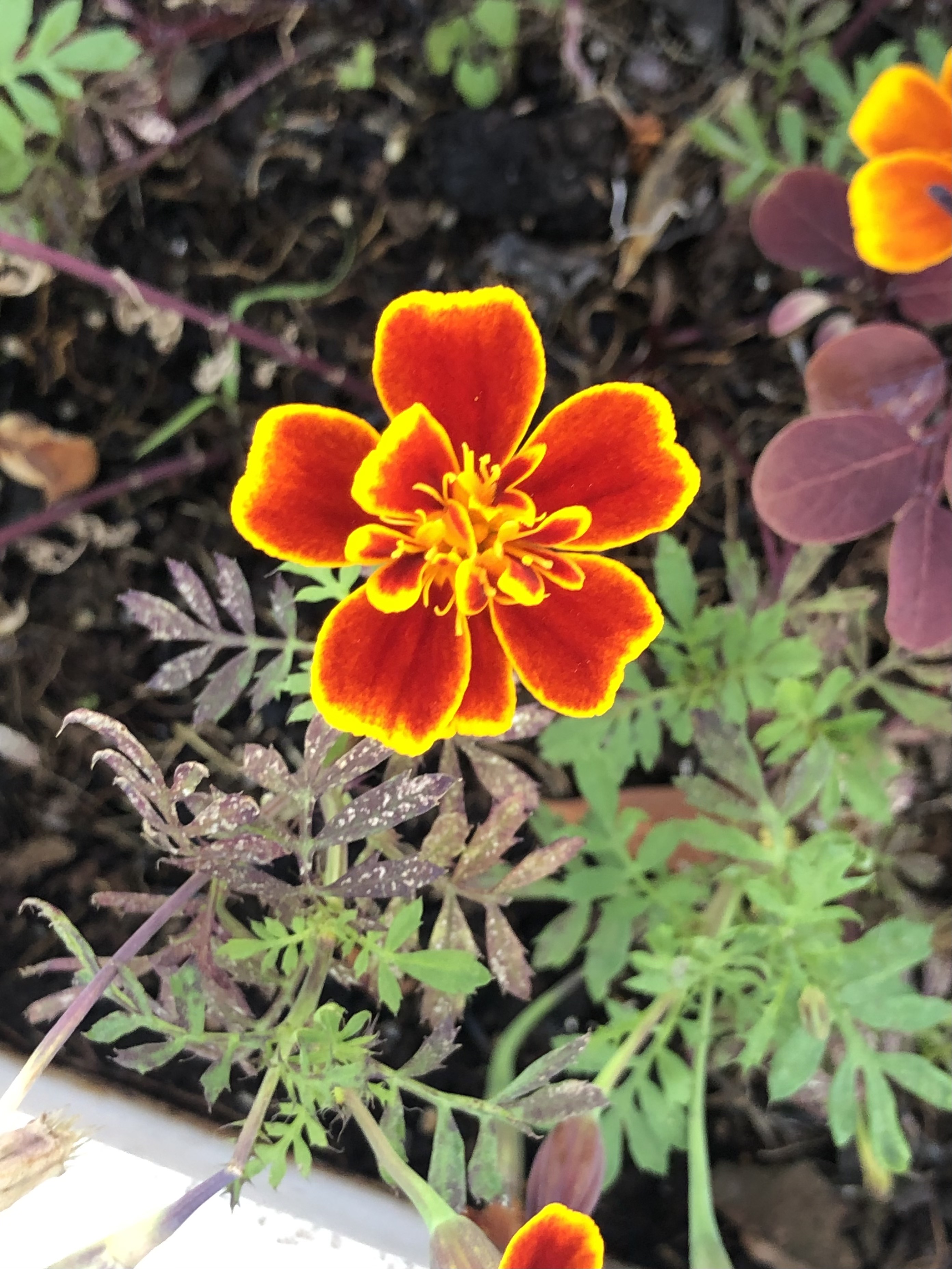 Behave as in Nature by Stephen Pohlmann - Illustrated by Stephen Pohlmann - Ourboox.com