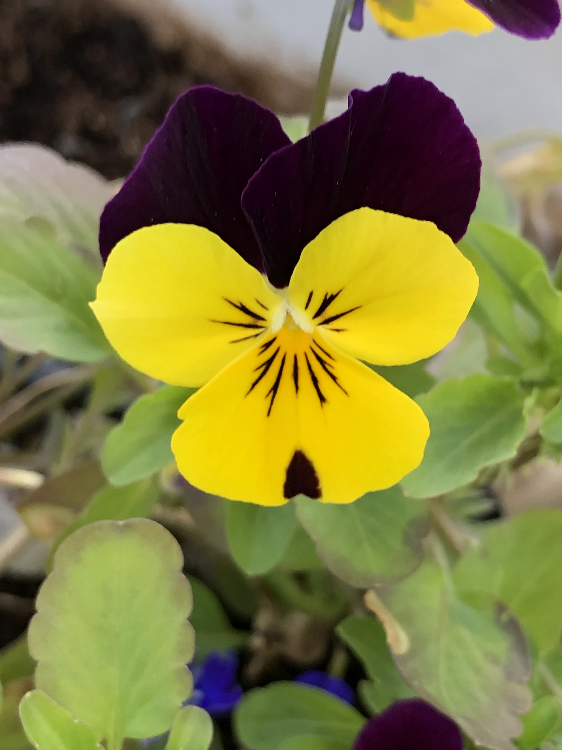 Behave as in Nature by Stephen Pohlmann - Illustrated by Stephen Pohlmann - Ourboox.com