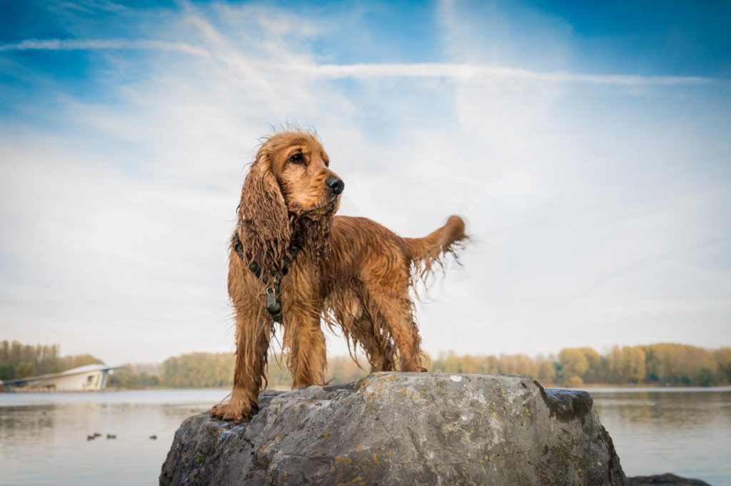 Английский кокер-спаниель by Plekhanova Evgeniya - Ourboox.com