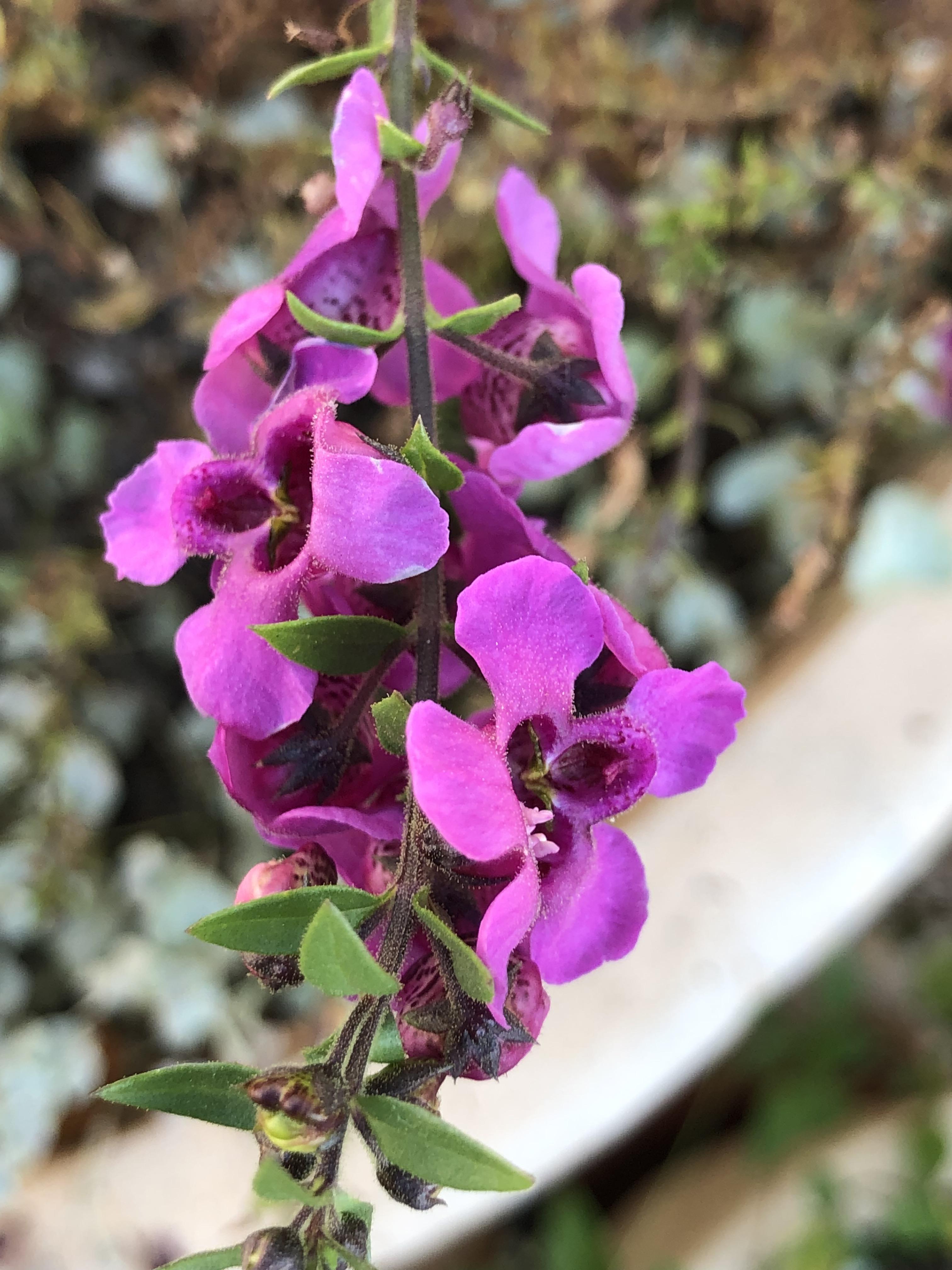 Behave as in Nature by Stephen Pohlmann - Illustrated by Stephen Pohlmann - Ourboox.com