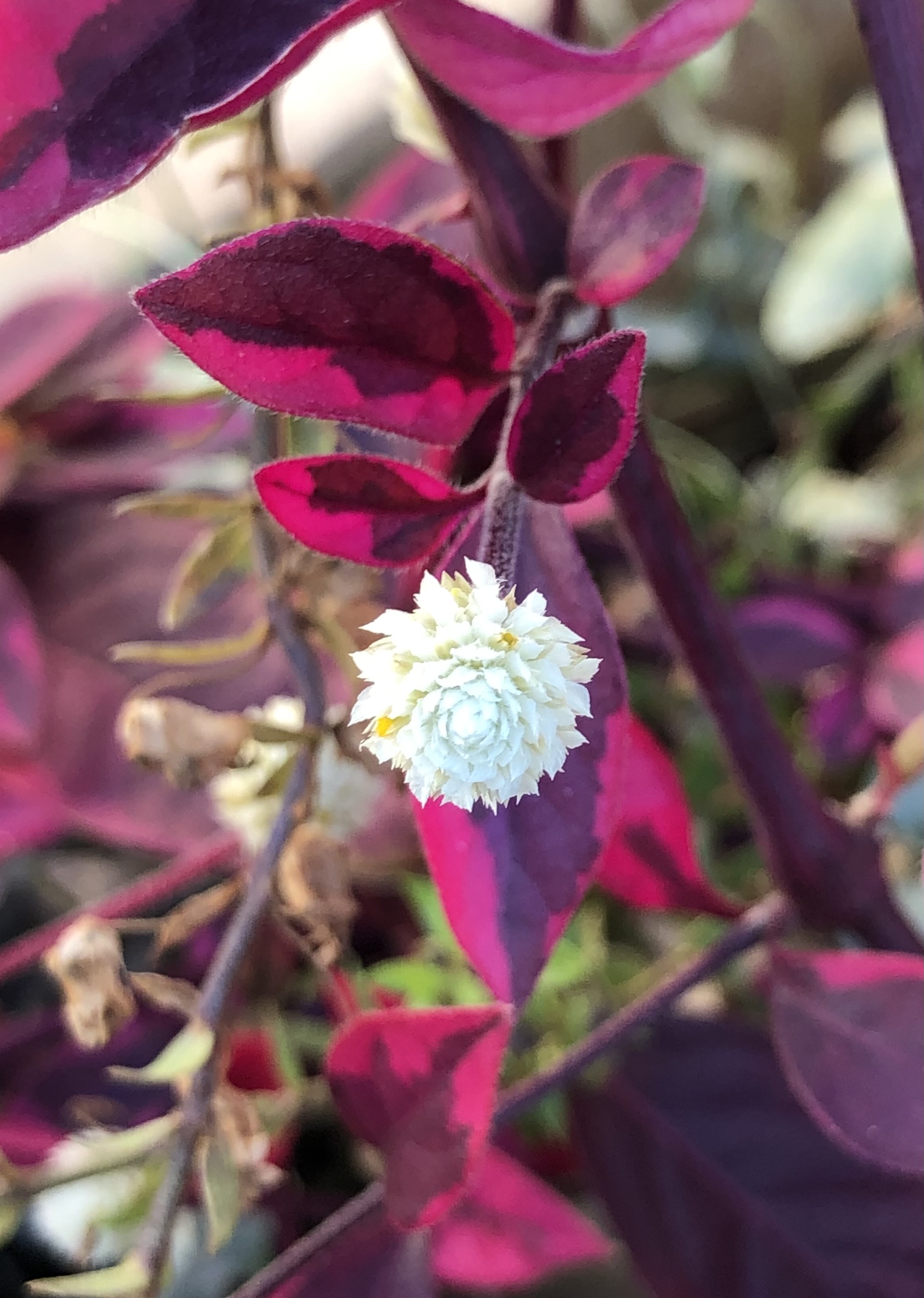 Behave as in Nature by Stephen Pohlmann - Illustrated by Stephen Pohlmann - Ourboox.com