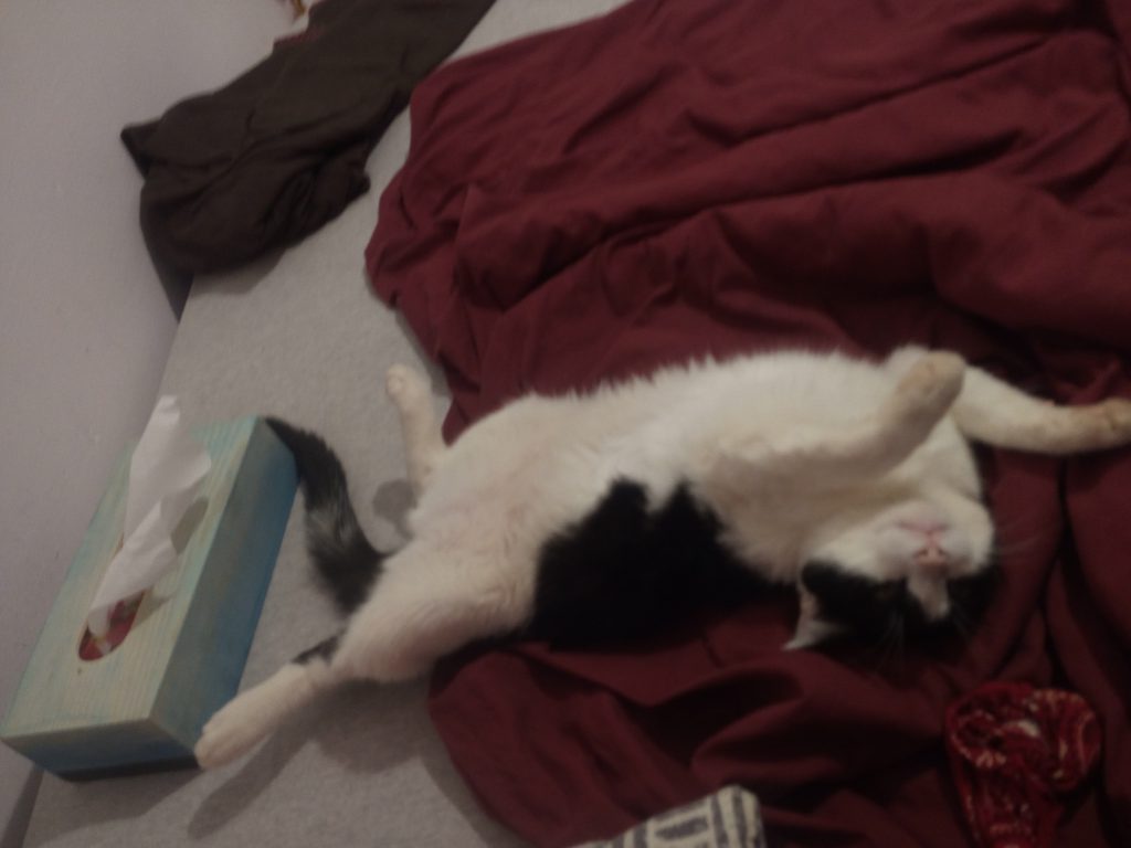 החתולה קרי by Bar Weiler - Ourboox.com