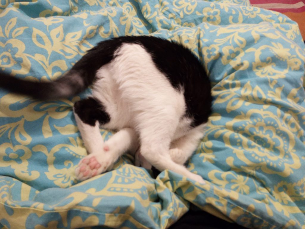 החתולה קרי by Bar Weiler - Ourboox.com