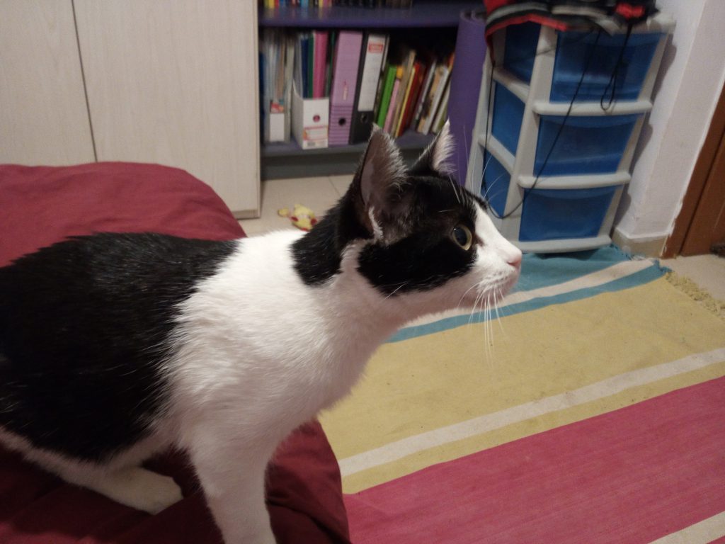 החתולה קרי by Bar Weiler - Ourboox.com