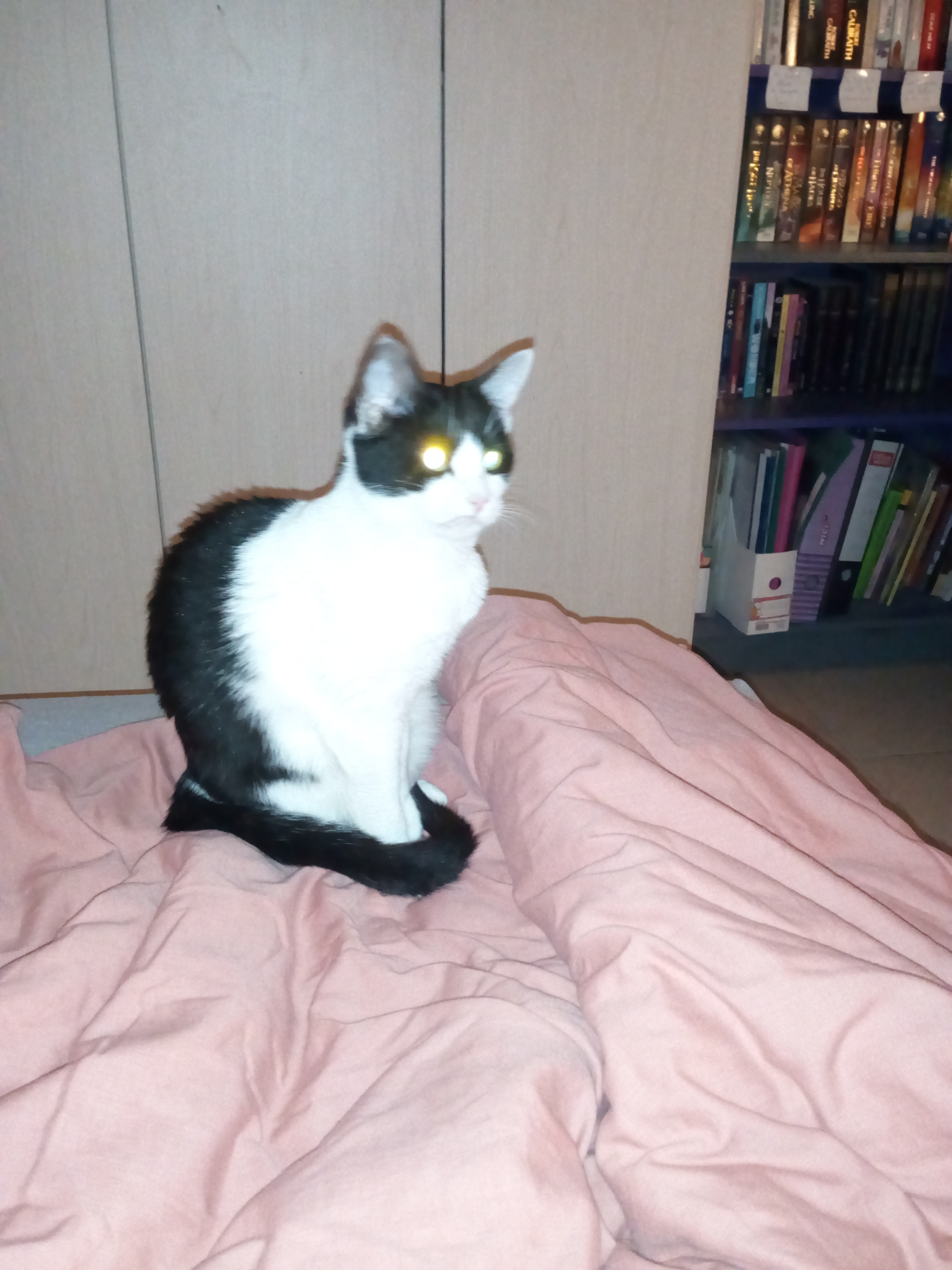 החתולה קרי by Bar Weiler - Ourboox.com