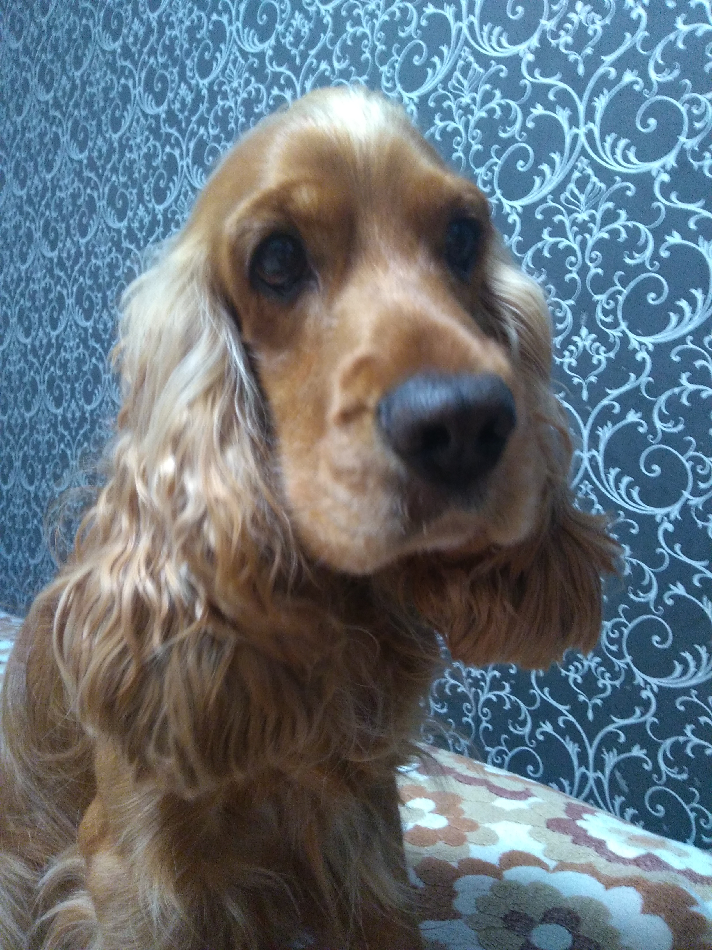 Английский кокер-спаниель by Plekhanova Evgeniya - Ourboox.com