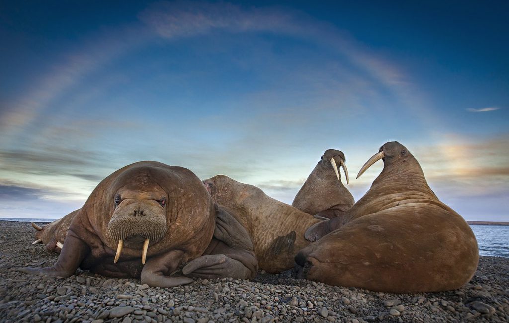 День моржа by Марина - Ourboox.com