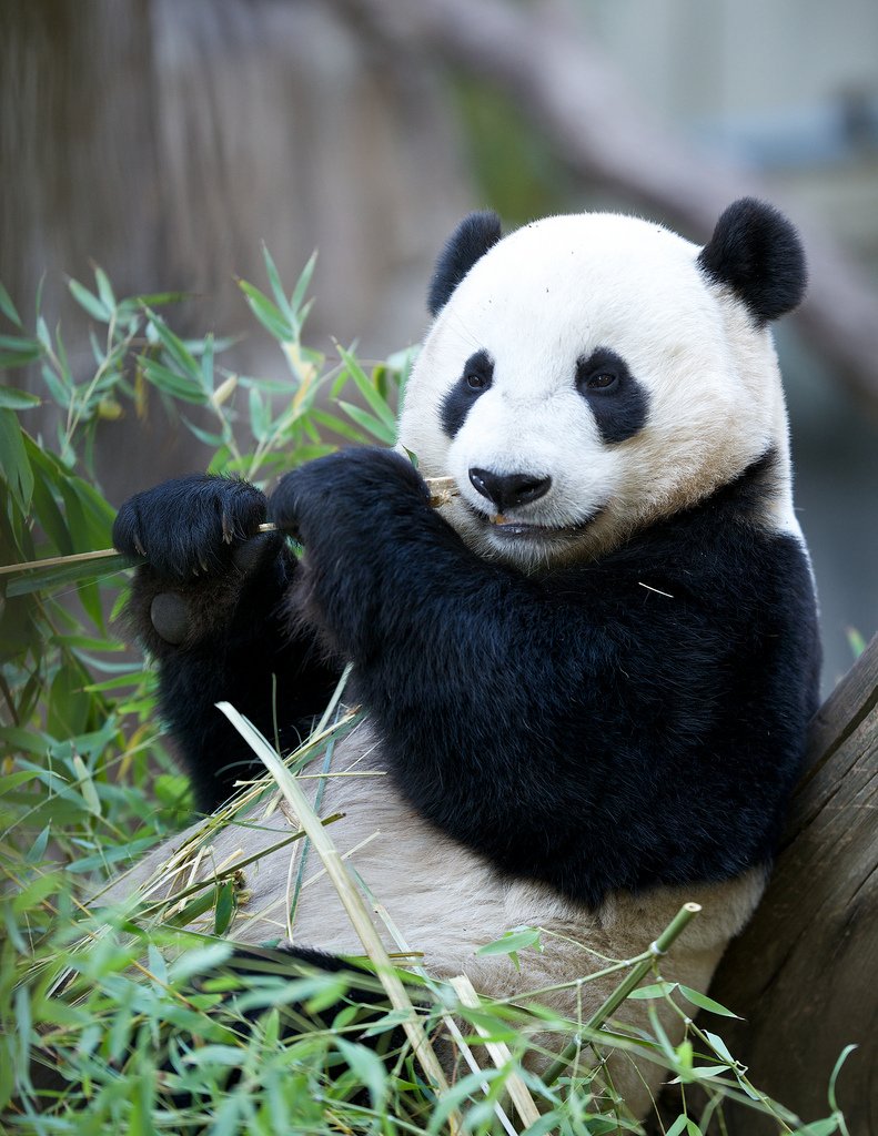 Удивительный Китай by Ksenia Kuminova - Illustrated by ksenia kuminova - Ourboox.com