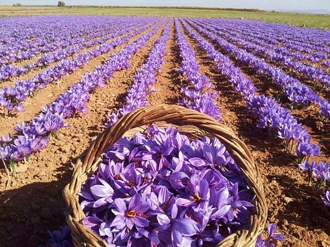 ЦАРИЦЯ КОРИЦЯ, ПАН ШАФРАН ТА ІНШІ by Larisa Yatsiuk - Illustrated by Лариса ЯЦЮК - Ourboox.com