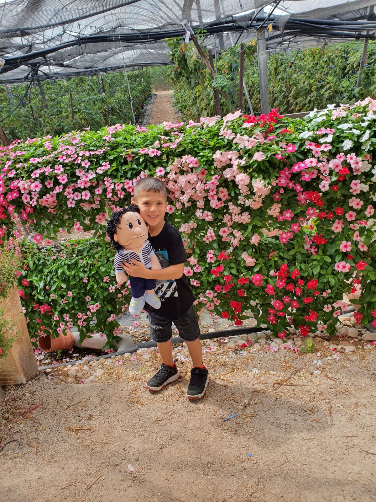 לביא בקטיף רימונים עם שי