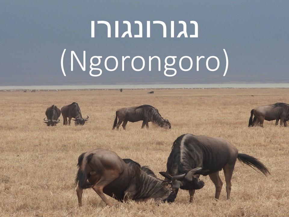 הטיול שלנו לטנזניה 2021 – חלק שני by מיכל בן הגיא - Illustrated by מיכל סלע ואבנר אייזיק - Ourboox.com