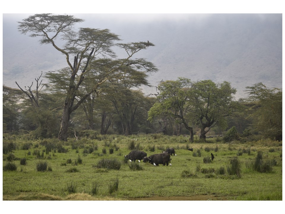 הטיול שלנו לטנזניה 2021 – חלק שני by מיכל בן הגיא - Illustrated by מיכל סלע ואבנר אייזיק - Ourboox.com