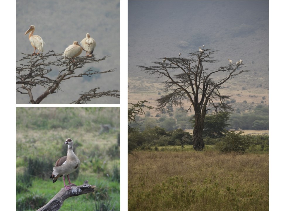 הטיול שלנו לטנזניה 2021 – חלק שני by מיכל בן הגיא - Illustrated by מיכל סלע ואבנר אייזיק - Ourboox.com