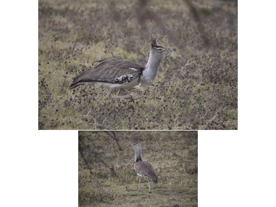 הטיול שלנו לטנזניה 2021 – חלק שני by מיכל בן הגיא - Illustrated by מיכל סלע ואבנר אייזיק - Ourboox.com