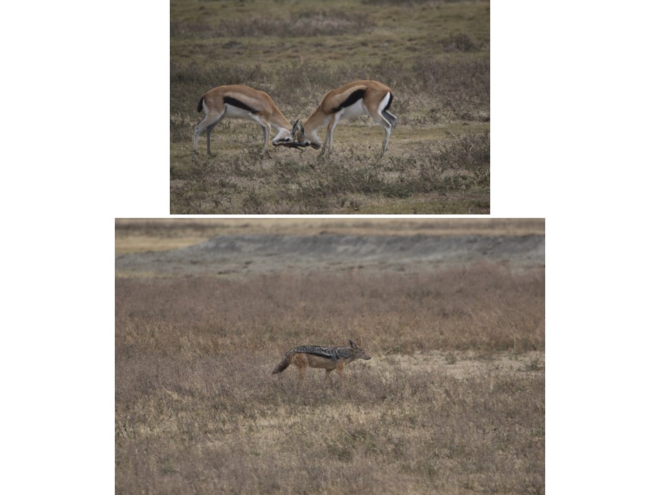 הטיול שלנו לטנזניה 2021 – חלק שני by מיכל בן הגיא - Illustrated by מיכל סלע ואבנר אייזיק - Ourboox.com