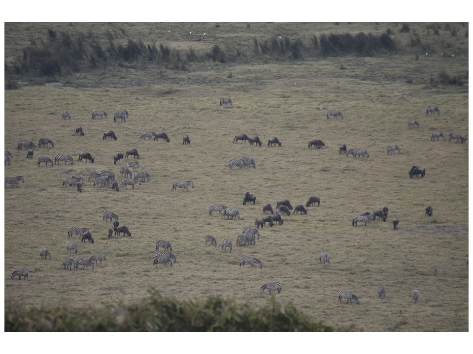 הטיול שלנו לטנזניה 2021 – חלק שני by מיכל בן הגיא - Illustrated by מיכל סלע ואבנר אייזיק - Ourboox.com