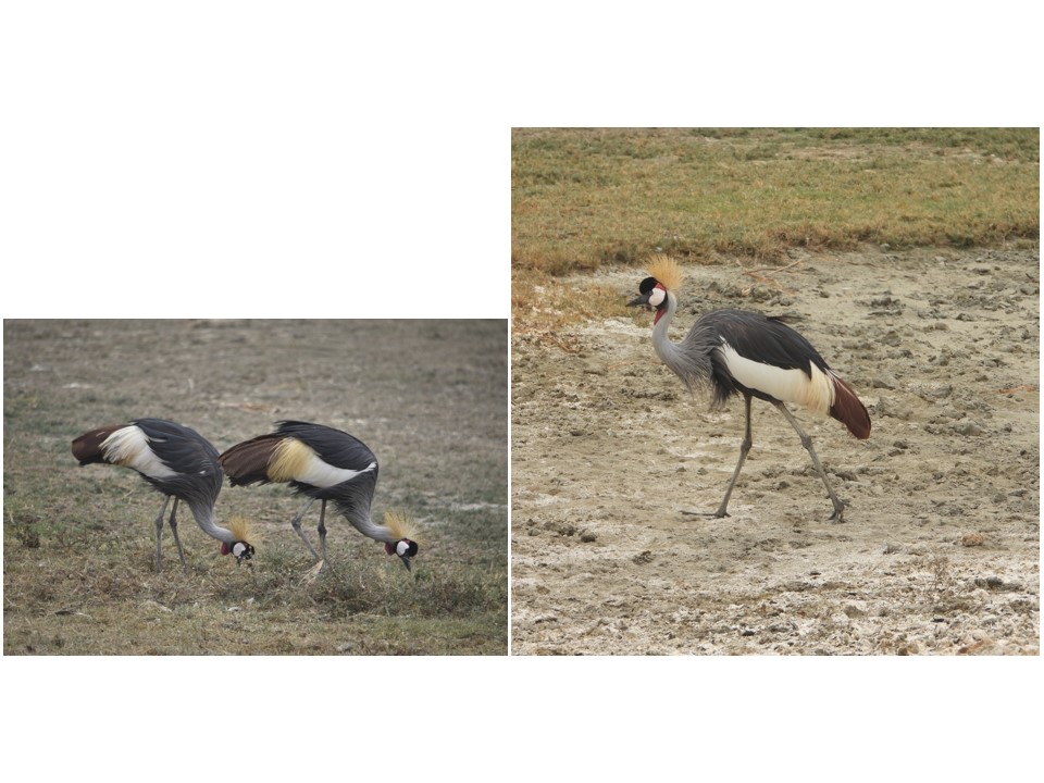 הטיול שלנו לטנזניה 2021 – חלק שני by מיכל בן הגיא - Illustrated by מיכל סלע ואבנר אייזיק - Ourboox.com