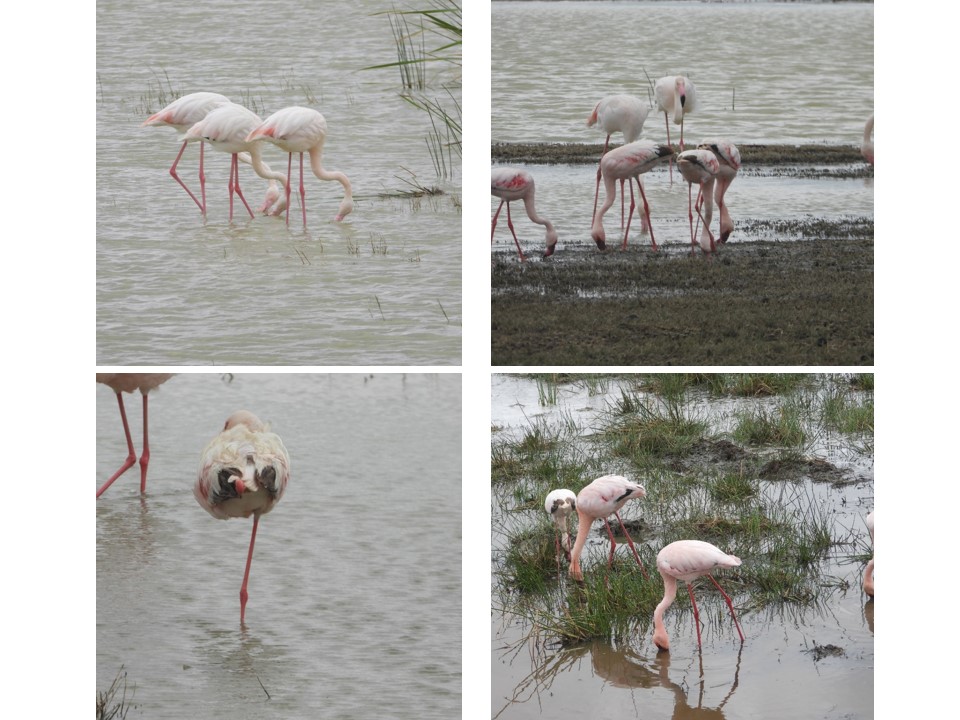 הטיול שלנו לטנזניה 2021 – חלק שני by מיכל בן הגיא - Illustrated by מיכל סלע ואבנר אייזיק - Ourboox.com