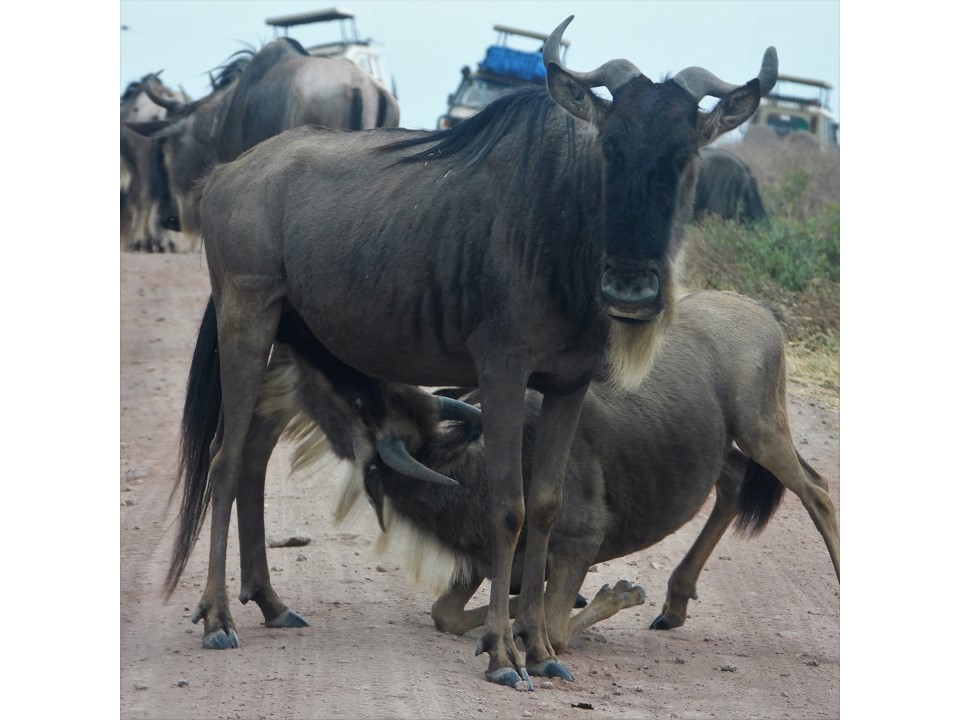 הטיול שלנו לטנזניה 2021 – חלק שני by מיכל בן הגיא - Illustrated by מיכל סלע ואבנר אייזיק - Ourboox.com
