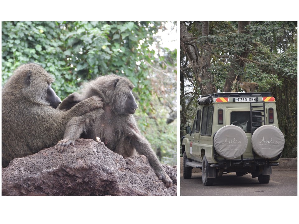 הטיול שלנו לטנזניה 2021 – חלק שני by מיכל בן הגיא - Illustrated by מיכל סלע ואבנר אייזיק - Ourboox.com