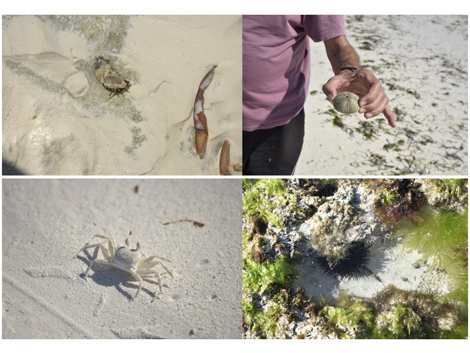 הטיול שלנו לטנזניה 2021 – חלק שני by מיכל בן הגיא - Illustrated by מיכל סלע ואבנר אייזיק - Ourboox.com