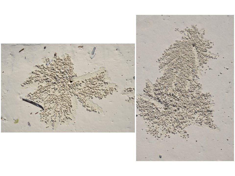 הטיול שלנו לטנזניה 2021 – חלק שני by מיכל בן הגיא - Illustrated by מיכל סלע ואבנר אייזיק - Ourboox.com