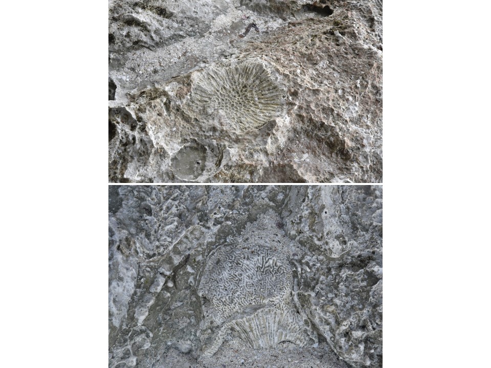 הטיול שלנו לטנזניה 2021 – חלק שני by מיכל בן הגיא - Illustrated by מיכל סלע ואבנר אייזיק - Ourboox.com