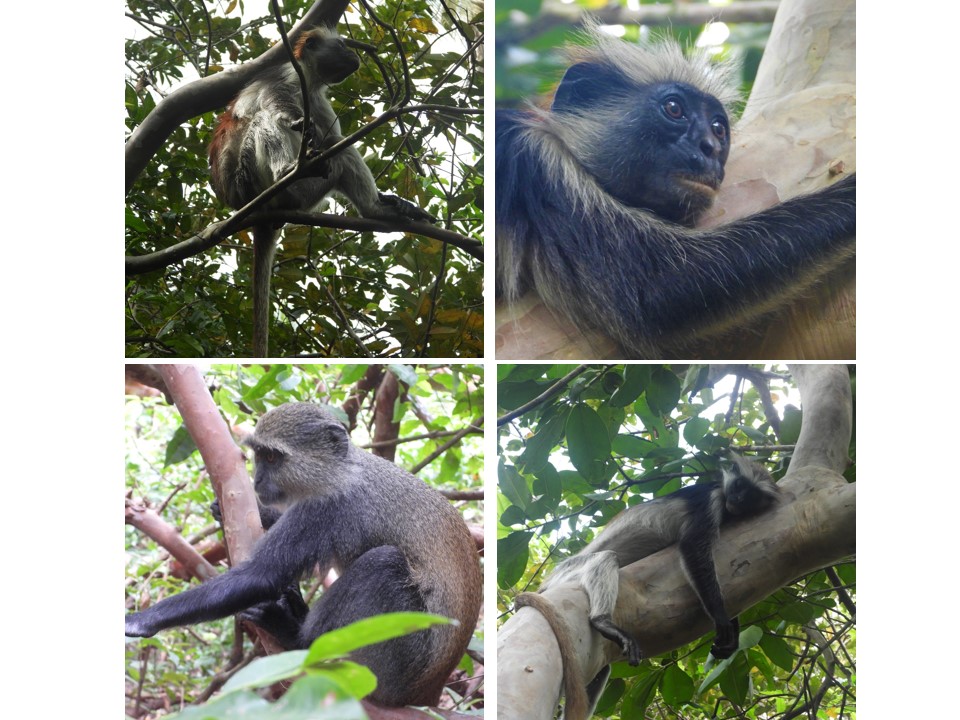 הטיול שלנו לטנזניה 2021 – חלק שני by מיכל בן הגיא - Illustrated by מיכל סלע ואבנר אייזיק - Ourboox.com