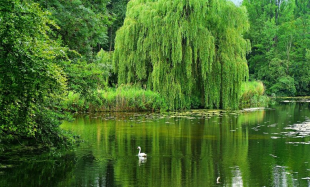 قصة شجرة الصفصاف ونبات القرع by Ro’a Star - Ourboox.com