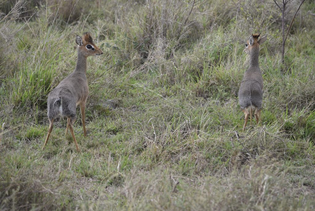 הטיול שלנו לטנזניה 2021 – חלק ראשון by מיכל בן הגיא - Illustrated by מיכל סלע ואבנר אייזיק - Ourboox.com