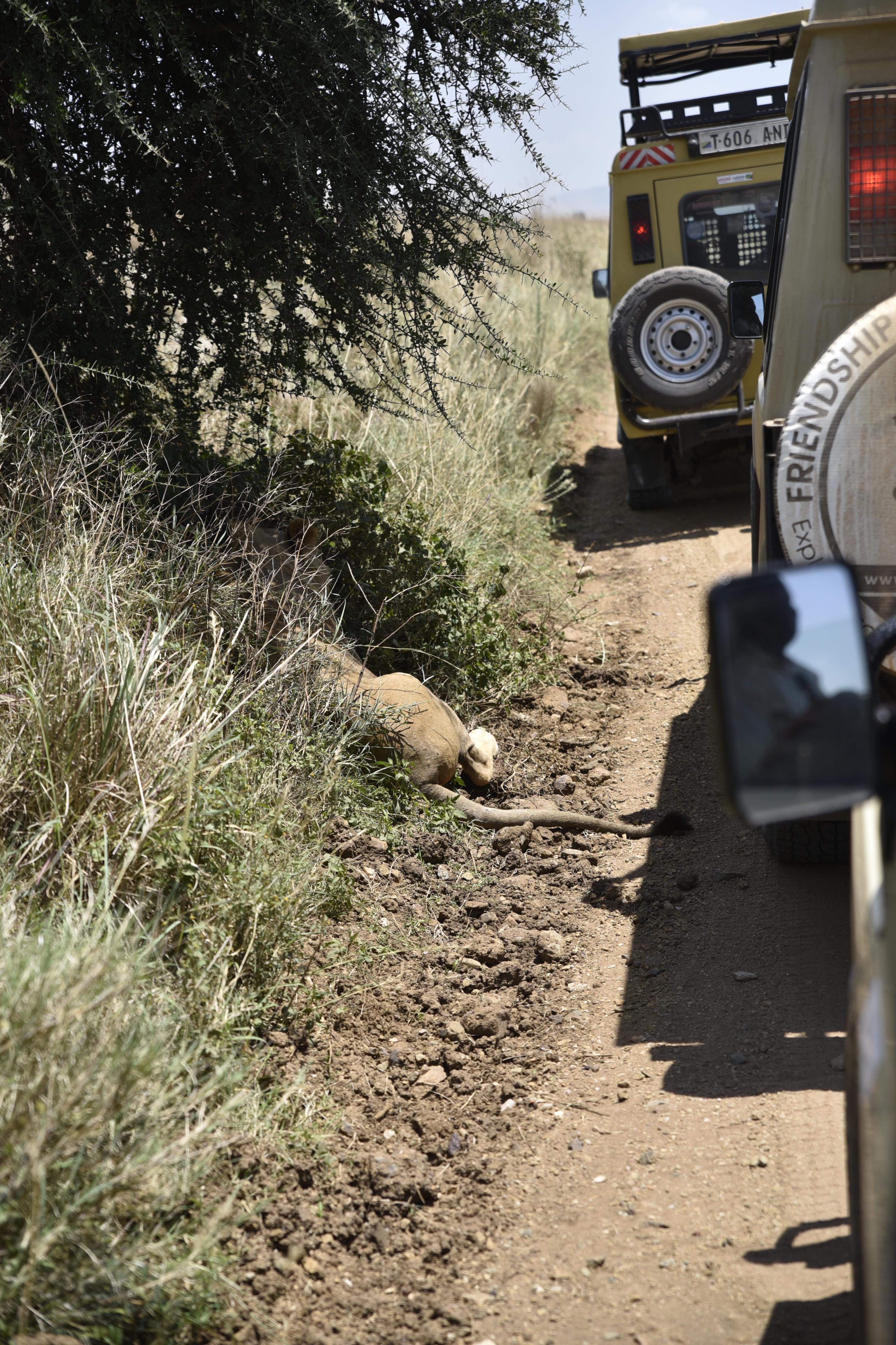 הטיול שלנו לטנזניה 2021 – חלק ראשון by מיכל בן הגיא - Illustrated by מיכל סלע ואבנר אייזיק - Ourboox.com